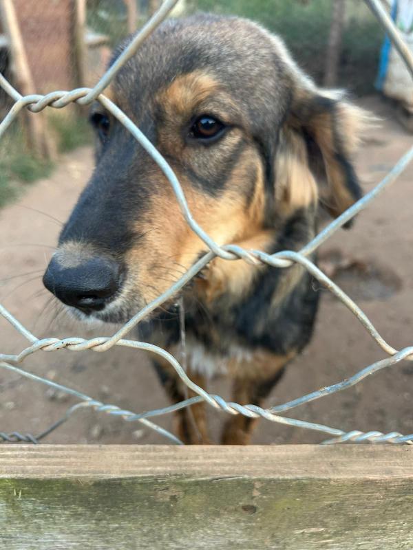 “Argo, il Cucciolo che Aspetta il Suo Lieto Fine” 🐾 Foto 10